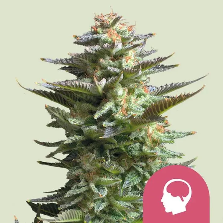 Amnesia Haze – Jakie Procenty THC Kryją Się w Tym Legendarnym Strainie?
