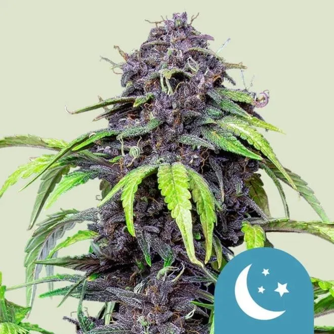 Czym jest cbd marihuany i jakie ma właściwości?