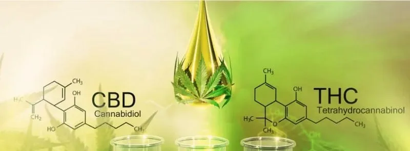 Czym różni się CBD od THC? Odkryj kluczowe różnice i ich znaczenie