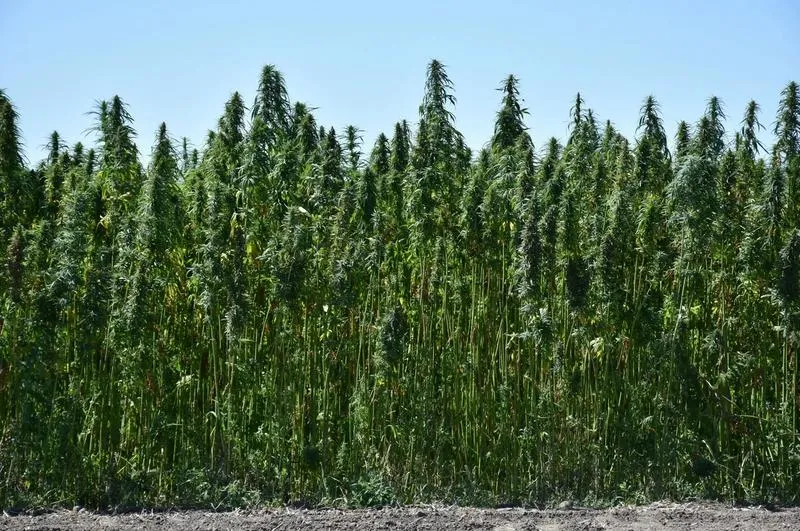 Gdzie najlepiej sprzedać konopie włókniste i zyskać na ich wartości?