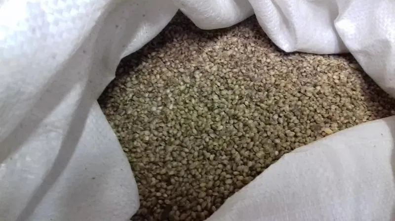 Gdzie Szukać Najlepszych Miejsc Na Zakup Konopi Do Nęcenia Ryb?