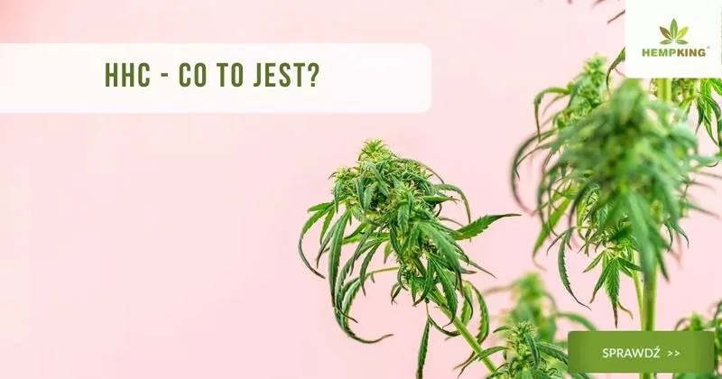 HHC a THC – czy różnice naprawdę mają znaczenie?