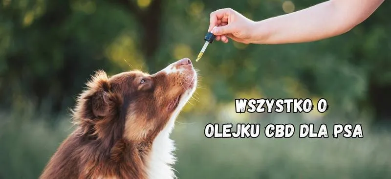 Ile CBD powinienem przyjmować? Oto najważniejsze informacje