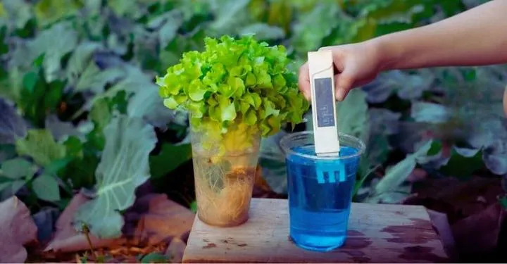 Jakie ec dla konopi wybrać, aby osiągnąć najlepsze wyniki?