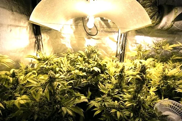 Jakie lampy do konopi wybrać, by osiągnąć najlepsze rezultaty?