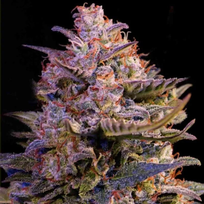 Kiedy najlepiej ścinać konopie automaty – kluczowe wskazówki dla skutecznego zbioru