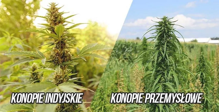Odkryj tajniki, jak uprawiać konopie przemysłowe w własnym ogrodzie