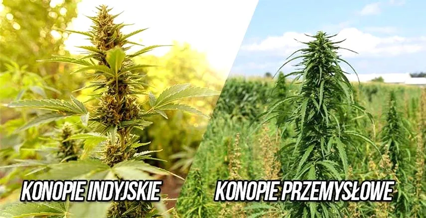 Sekrety skutecznego siewu konopi przemysłowych – krok po kroku