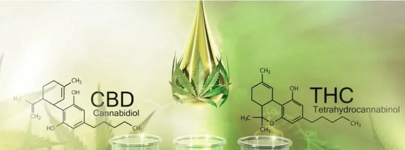THC w organizmie: Jak wpływa na nasze zdrowie i samopoczucie?