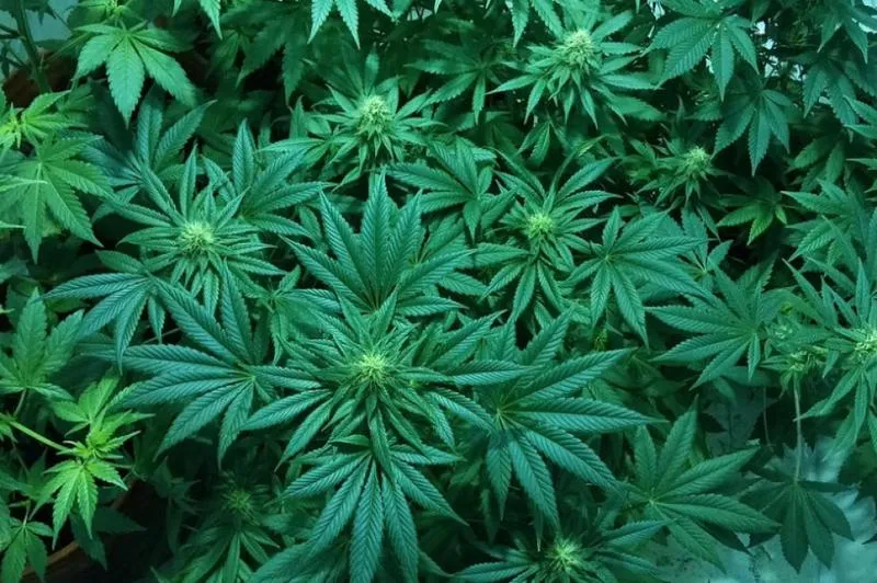 Z konopi do codzienności – co się z nich robi?