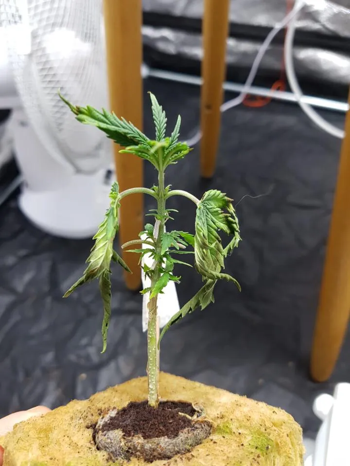 Błędy w podlewaniu konopi i jak ich unikać