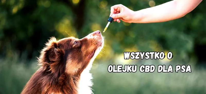 CBD a kontrola drogowa