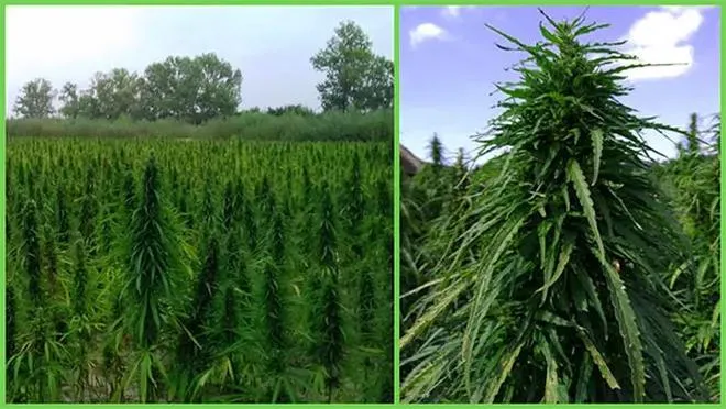 Cannabinoidy THC i CBD