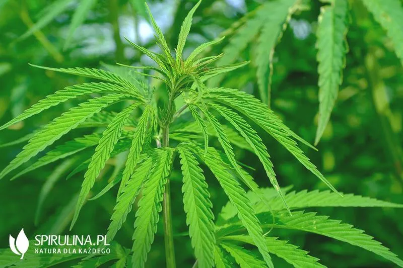 Cechy dojrzałości roślin konopi