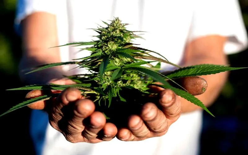 Czas zbiorów konopi