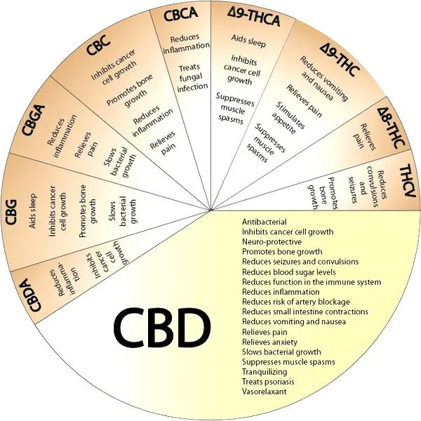 Czynniki wpływające na CBD