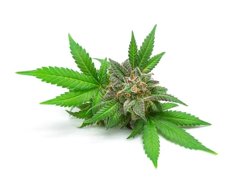 Fakty i mity o konopiach