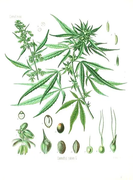 Konopia siewna