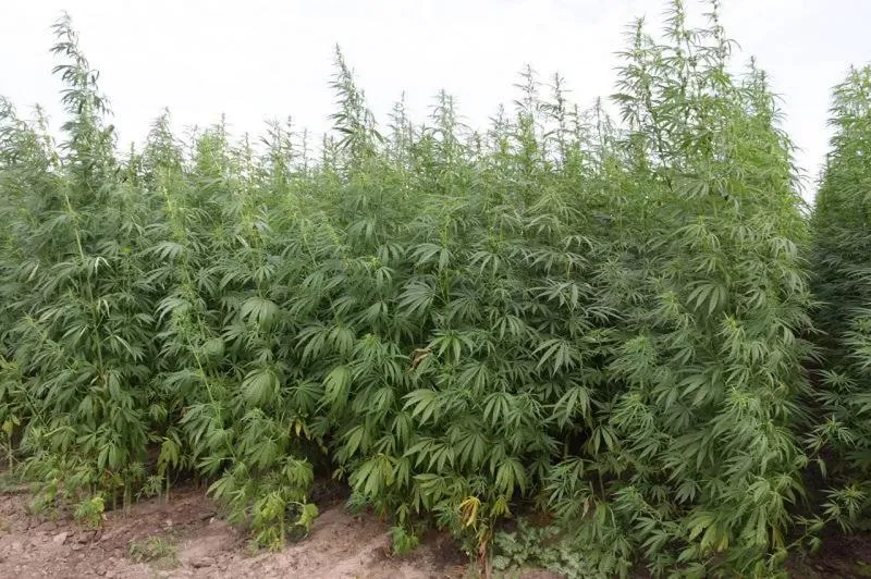 Konopie medyczne i leczenie