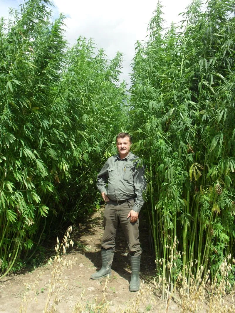 Konopie w przemyśle spożywczym