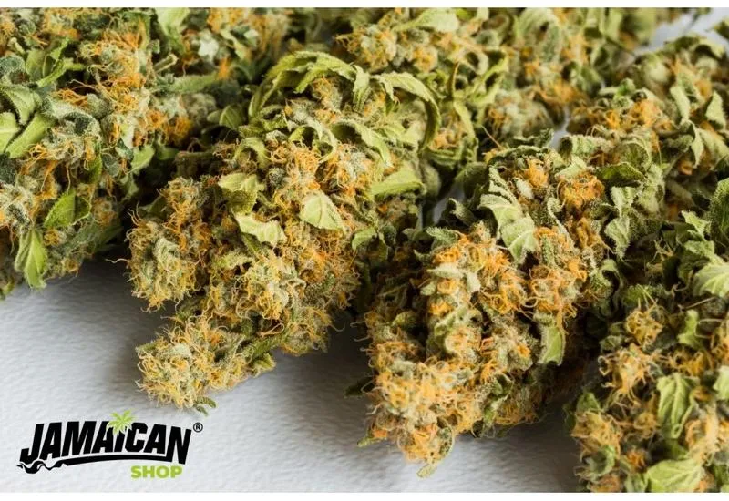 Legalność CBD w Polsce