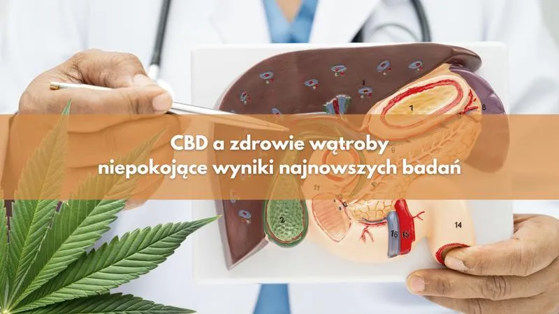 Legalność CBD w Polsce