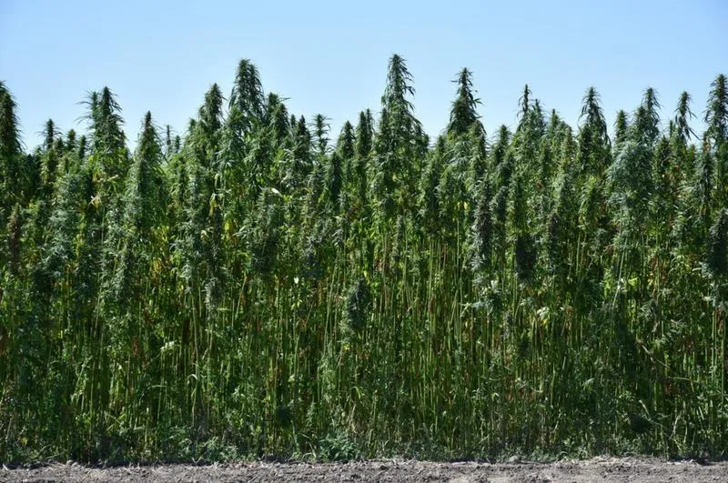 Najlepszy czas na ścinanie konopi