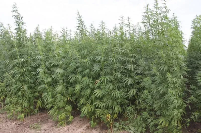 Odmiany konopi włóknistych