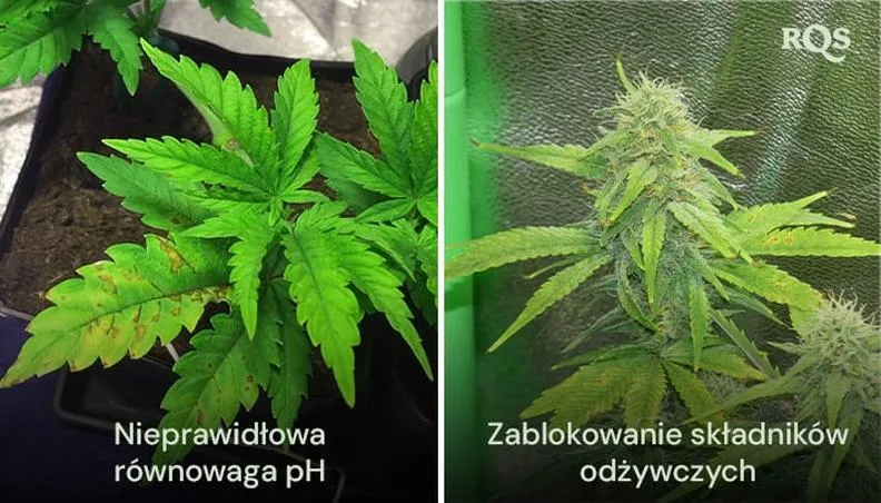 PH gleby i zdrowie roślin
