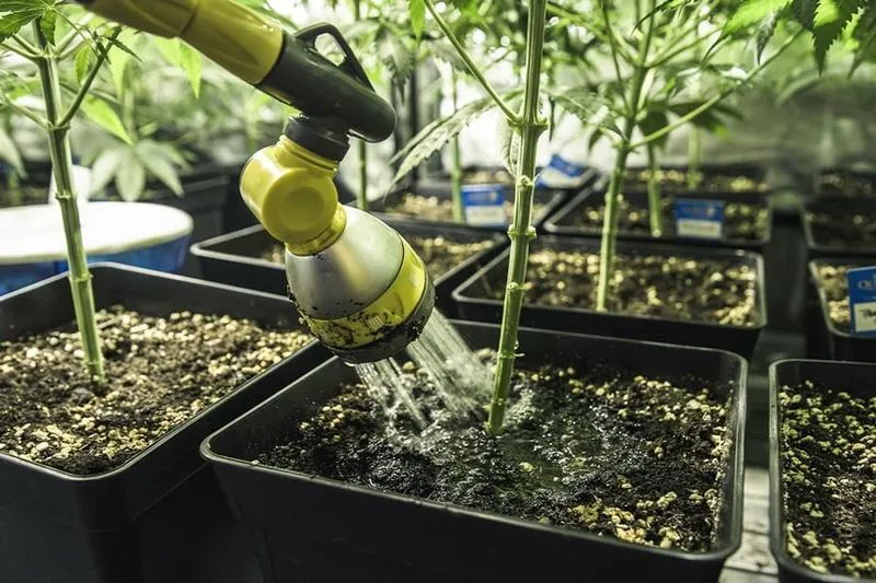 Potrzeby wodne konopi fazy wzrostu