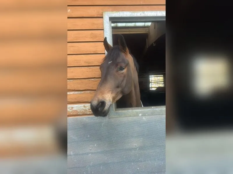 Przepisy dotyczące CBD