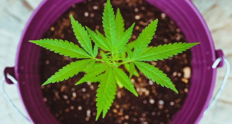 Przepisy dotyczące hodowli CBD