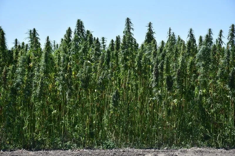 Rynek konopi w Polsce