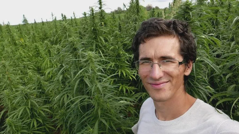 Siew konopi przemysłowych