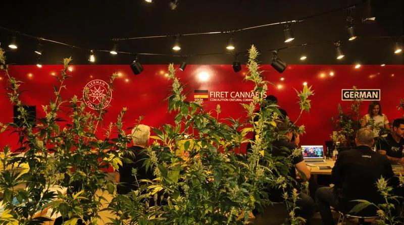 Susz CBD w Niemczech