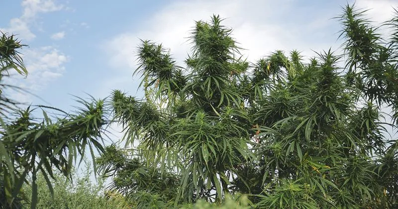 Techniki przycinania konopi