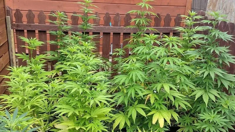 Techniki uprawy konopi