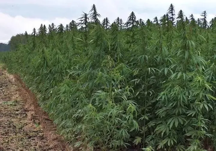 Uprawa konopi siewnych