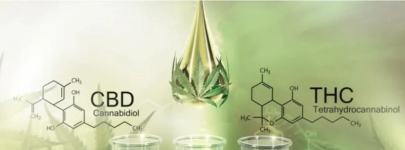 Właściwości terapeutyczne cbd
