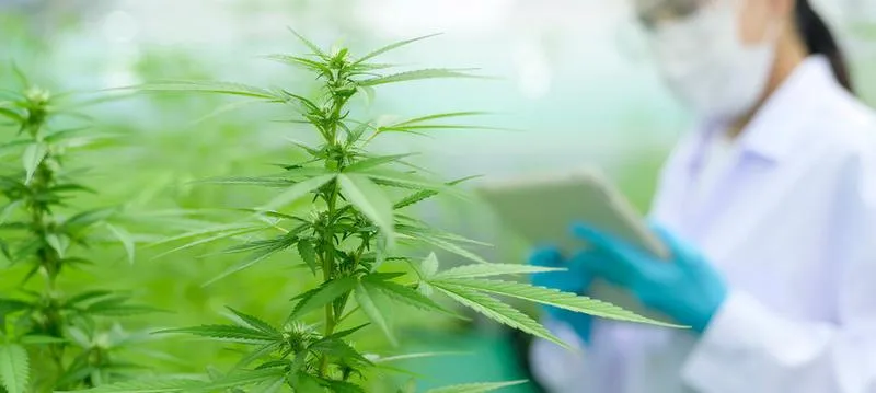 Właściwości zdrowotne konopi