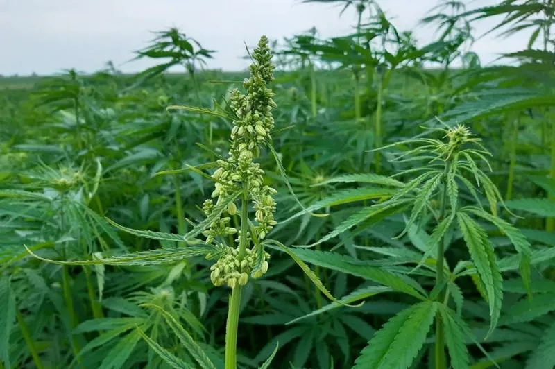 Zakup konopi siewnych