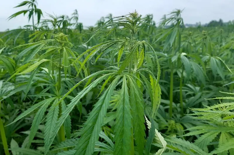 Zastosowania THC i CBD w terapii