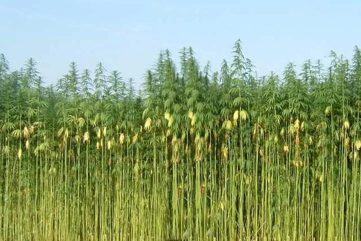 Zastosowania konopi w codziennym życiu