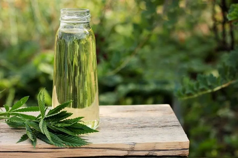 Zastosowanie zdrowotne konopi siewnej